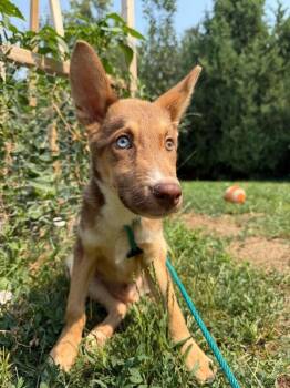 Murray -  Husky and Shepherd Dog for Adoption in Boulder, Colorado - Murray | PetCurious