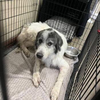 Brangus -  Great Pyrenees Dog for Adoption in Austin, Texas - Brangus | PetCurious