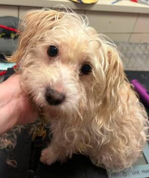 Gordon -  Maltese and Jack Russell Terrier Dog for Adoption - Gordon | PetCurious