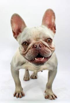 Chardonnay -  French Bulldog and Mixed Breed Dog for Adoption in Morton Grove, Illinois - Chardonnay | PetCurious