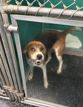 Brynn- Just a smiley little hound girl looking for love. -  Foxhound and Beagle Dog for Adoption in Conway, South Carolina - Brynn- Just A Smiley Little Hound Girl Looking For Love. | PetCurious