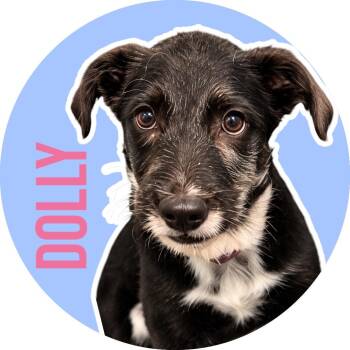 Dolly -  Schnauzer Dog for Adoption in Fort Worth, Texas - Dolly | PetCurious