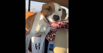 Labrador Retriever and Terrier Dogs Available for Adoption - Harmony | PetCurious