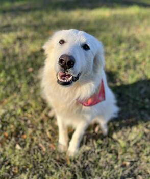 Brie -  Great Pyrenees Dog for Adoption in Gulfport, Mississippi - Brie | PetCurious