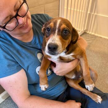 Nico -  Cattle Dog and Mixed Breed Dog for Adoption in Metamora, Michigan - Nico | PetCurious