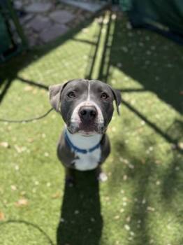 American Bulldog and Mixed Breed Dogs Available for Adoption in North Miami Beach, Florida - Huxley | PetCurious