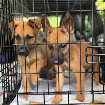 Jax -  Belgian Shepherd Malinois Dog for Adoption in Aledo, Texas - Jax | PetCurious