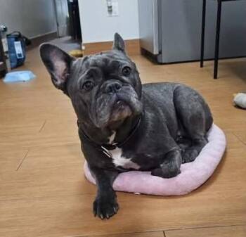 Tara -  French Bulldog and Mixed Breed Dog for Adoption in New York, New York - Tara | PetCurious