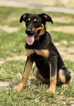 Rescue Shepherd Dogs for Adoption in Mount Pleasant, South Carolina - Dolly | PetCurious