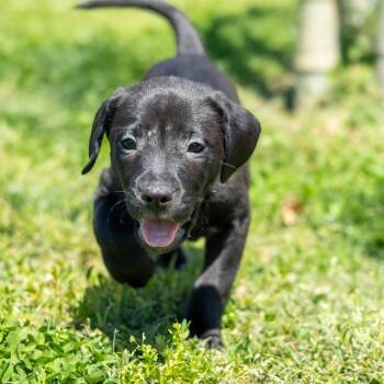Mixed Breed Dogs Available for Adoption - Honey Bun | PetCurious