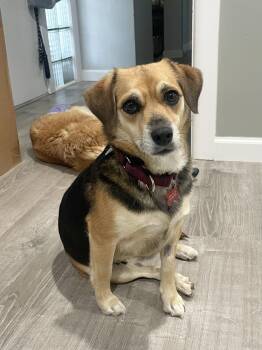 Rescue Beagle Dogs for Adoption in Godfrey, Illinois - Roz | PetCurious