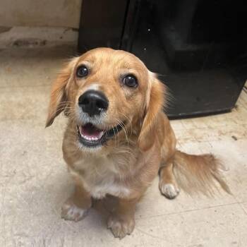 Scarlett -  Mixed Breed Dog for Adoption in Huntington, West Virginia - Scarlett | PetCurious