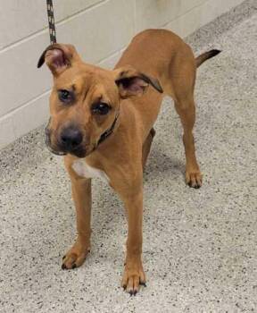 Starburst -  Mixed Breed Dog for Adoption in Kansas City, Missouri - Starburst | PetCurious