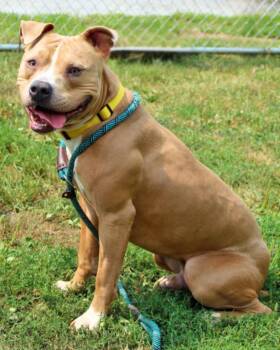 BROOKS -  Pit Bull Terrier and Mixed Breed Dog for Adoption in Hagerstown, Maryland - BROOKS | PetCurious