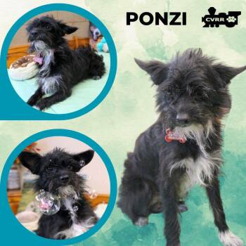 Ponzi -  Terrier Dog for Adoption in Lindsay, California - Ponzi | PetCurious