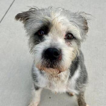 Mixed Breed Dogs Available for Adoption in Matteson, Illinois - Mimi | PetCurious