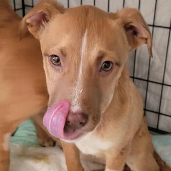Mixed Breed Dogs Available for Adoption - Paloma Spirit | PetCurious