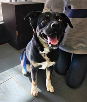 Mixed Breed Dogs Available for Adoption - Sparta | PetCurious