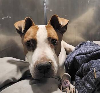 American Staffordshire Terrier Dogs Available for Adoption - SARA | PetCurious