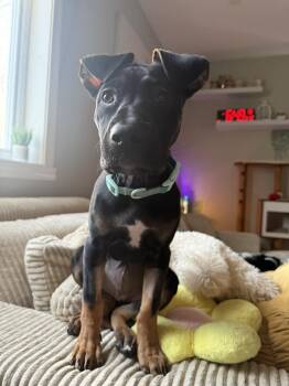 Shepherd Dogs Available for Adoption in Delson, Quebec - Pickles | PetCurious