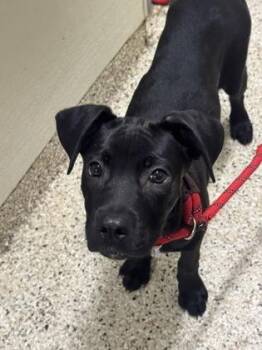 Alice -  Labrador Retriever and Mixed Breed Dog for Adoption - Alice | PetCurious