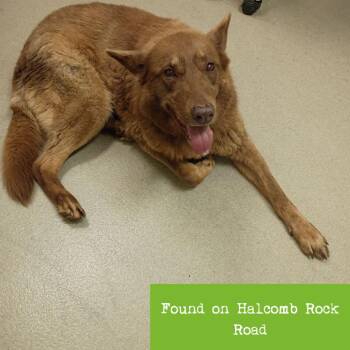 Shepherd and Husky Dogs Available for Adoption in Lynchburg, Virginia - Cocoa Puff | PetCurious