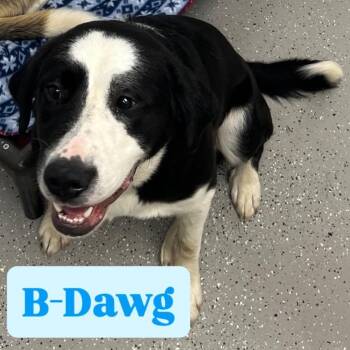 B-Dawg -  Great Pyrenees and Mixed Breed Dog Available for Adoption in La Grange, Kentucky - B-Dawg | PetCurious