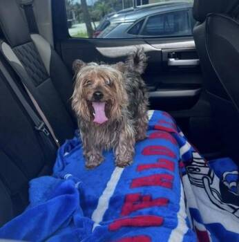 Chuy - 1 -  Yorkshire Terrier and Mixed Breed Dog for Adoption in Daytona Beach, Florida - Chuy - 1 | PetCurious