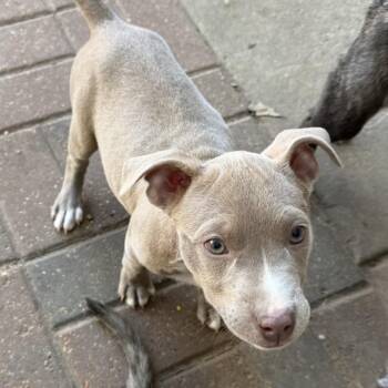 American Staffordshire Terrier Dogs Available for Adoption - Saturn | PetCurious