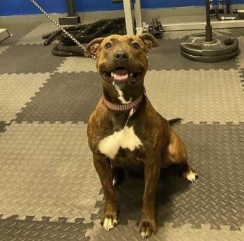 Pit Bull Terrier and Mixed Breed Dogs Available for Adoption - Ella | PetCurious