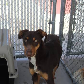 Doberman Pinscher Dogs Available for Adoption in Yucca Valley, California - Mocha Joe | PetCurious