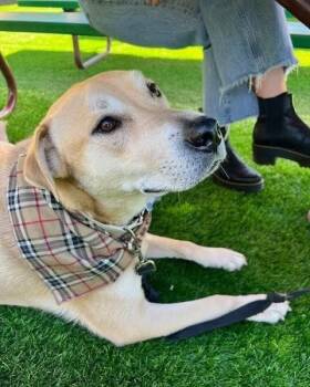 Rescue Labrador Retriever Dogs for Adoption in Brookshire, Texas - Randy | PetCurious