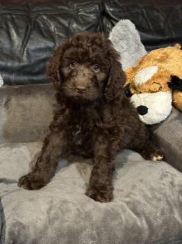 Aussiedoodle and Labrador Retriever Dogs Available for Adoption in Milton, Georgia - WILLIE | PetCurious
