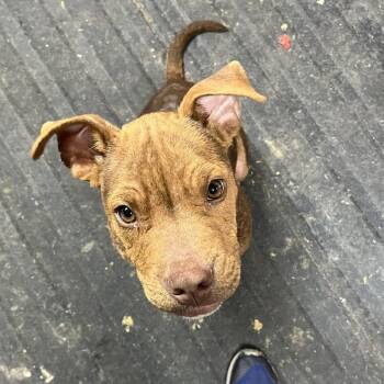 Mixed Breed Dogs Available for Adoption in Clinton, Wisconsin - Little Man Otter | PetCurious