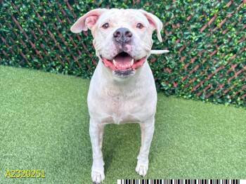 Rescue Mixed Breed Dogs for Adoption in West Palm Beach, Florida - LION | PetCurious