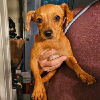Hanna -  Chihuahua and Mixed Breed Dog for Adoption in Saint Joseph, Missouri - Hanna | PetCurious