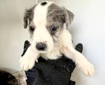 Labrador Retriever Dogs Available for Adoption - A652408 | PetCurious