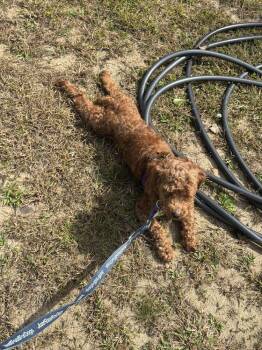 Miko -  Poodle Dog for Adoption in New York, New York - Miko | PetCurious