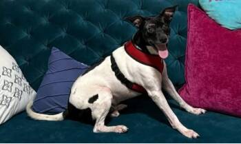 Rescue Rat Terrier Dogs for Adoption in Cleveland, Ohio - Beans | PetCurious