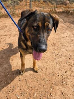 Goliath -  German Shepherd Dog Dog for Adoption in Roosevelt, Utah - Goliath | PetCurious