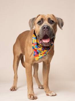 Deelight -  Cane Corso and Mixed Breed Dog for Adoption in Atlanta, Georgia - Deelight | PetCurious