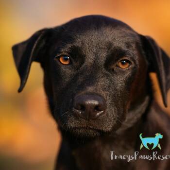 Retriever and Black Labrador Retriever Dogs Available for Adoption - Boomer | PetCurious