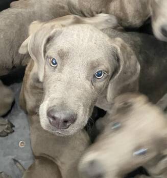 Mixed Breed Dogs Available for Adoption in Dallas, Texas - AQUA | PetCurious