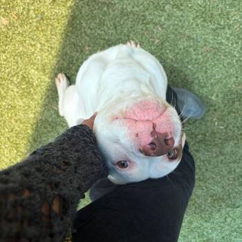 Pit Bull Terrier Dogs Available for Adoption in Greensboro, North Carolina - LUKE SKYWALKER | PetCurious