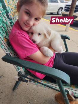 Great Pyrenees Dogs Available for Adoption in Marine City, Michigan - Shelby | PetCurious