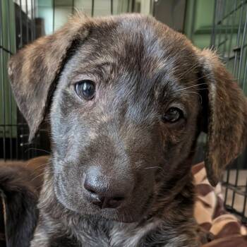 Dutch Shepherd Dogs Available for Adoption in Cincinnati, Ohio - Camden | PetCurious