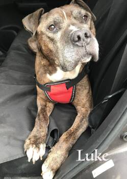 Rescue American Staffordshire Terrier Dogs for Adoption in Montclair, New Jersey - Luke | PetCurious