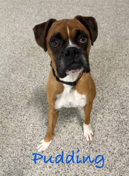 Rescue Boxer Dogs for Adoption in Carson City, Nevada - Pudding | PetCurious