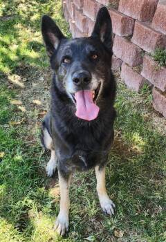Rescue German Shepherd Dog Dogs for Adoption in St. George, Utah - Morpheus | PetCurious