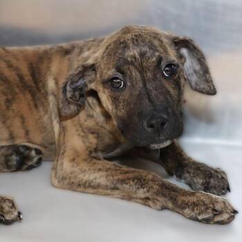Mixed Breed Dogs Available for Adoption - Martha | PetCurious
